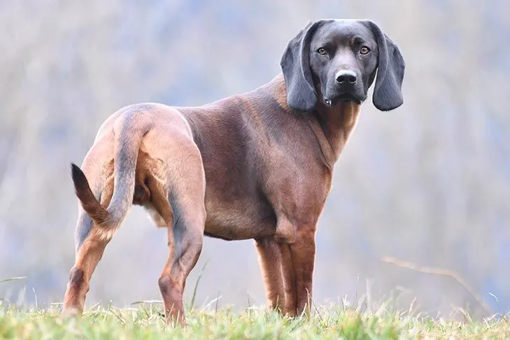 Bavarian Mountain Hound